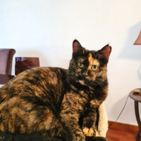 Tekir Kedi, Kedi  Karamel fotoğrafı