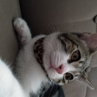 Tekir Kedi, Kedi  paşa fotoğrafı