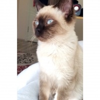 Siyam Kedisi, Kedi  Mars fotoğrafı