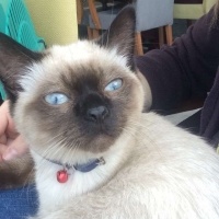 Siyam Kedisi, Kedi  Mars fotoğrafı