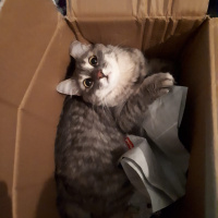 Tekir Kedi, Kedi  Bulut fotoğrafı