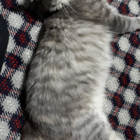 Tekir Kedi, Kedi  Bulut fotoğrafı