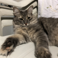 Tekir Kedi, Kedi  Bulut fotoğrafı