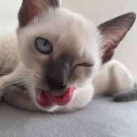 Siyam Kedisi, Kedi  Siyam fotoğrafı