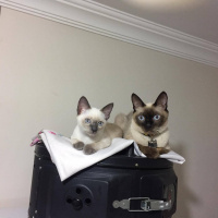 Siyam Kedisi, Kedi  Siyam fotoğrafı