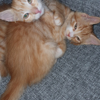 Tekir Kedi, Kedi  Beyaz patik ve Minik Fare fotoğrafı