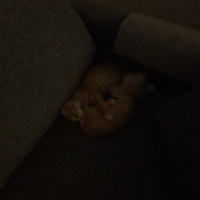 Tekir Kedi, Kedi  Beyaz patik ve Minik Fare fotoğrafı