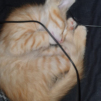 Tekir Kedi, Kedi  Beyaz patik ve Minik Fare fotoğrafı
