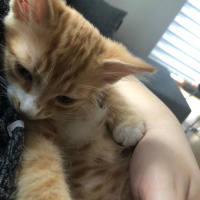 Tekir Kedi, Kedi  Beyaz patik ve Minik Fare fotoğrafı