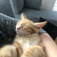 Tekir Kedi, Kedi  Beyaz patik ve Minik Fare fotoğrafı