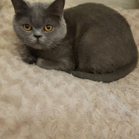 British Shorthair, Kedi  Zizi fotoğrafı