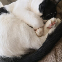 Tuxedo (Smokin) Kedi, Kedi  Felix fotoğrafı