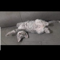 Tekir Kedi, Kedi  Gri fotoğrafı