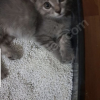 Tekir Kedi, Kedi  Gri fotoğrafı