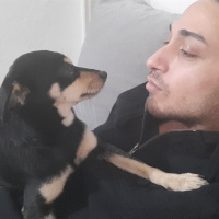 Minyatür Pinscher, Köpek  Meggie fotoğrafı