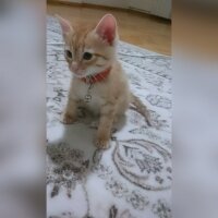 Tekir Kedi, Kedi  Behlül fotoğrafı