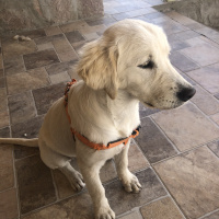 Golden Retriever, Köpek  Alice fotoğrafı