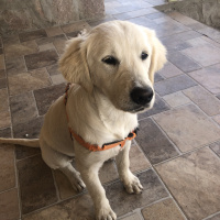 Golden Retriever, Köpek  Alice fotoğrafı