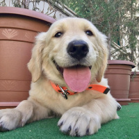 Golden Retriever, Köpek  Alice fotoğrafı