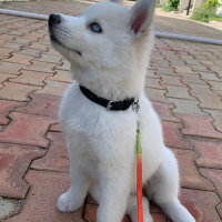 Sibirya Kurdu (Husky), Köpek  Bambi fotoğrafı