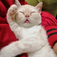 Scottish Fold, Kedi  Pamuk fotoğrafı