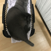 British Shorthair, Kedi  Pofi&İnci fotoğrafı