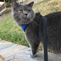 British Shorthair, Kedi  Pofi&İnci fotoğrafı