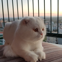 Scottish Fold, Kedi  Miya fotoğrafı