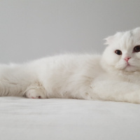 Scottish Fold, Kedi  Miya fotoğrafı