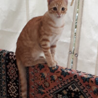 Sarman, Kedi  Paşa fotoğrafı