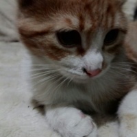 Tekir Kedi, Kedi  tarçın fotoğrafı