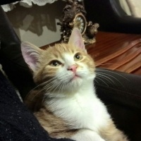 Tekir Kedi, Kedi  tarçın fotoğrafı