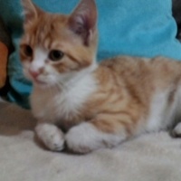 Tekir Kedi, Kedi  tarçın fotoğrafı