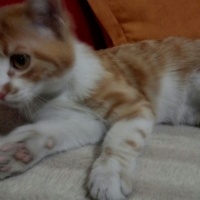 Tekir Kedi, Kedi  tarçın fotoğrafı