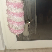 Tekir Kedi, Kedi  Ceku fotoğrafı