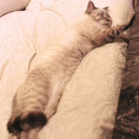 British Shorthair, Kedi  Oscar fotoğrafı