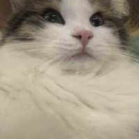 Tekir Kedi, Kedi  Köpük fotoğrafı