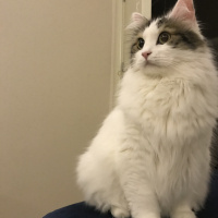 Tekir Kedi, Kedi  Köpük fotoğrafı