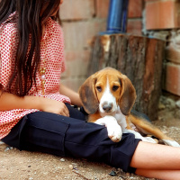 Beagle, Köpek  Leo fotoğrafı