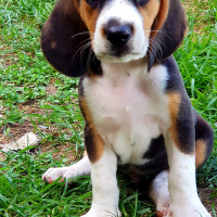 Beagle, Köpek  Leo fotoğrafı
