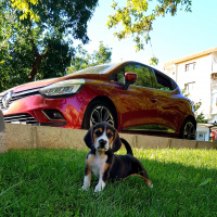 Beagle, Köpek  Leo fotoğrafı