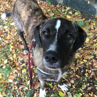 Kangal, Köpek  Sparky fotoğrafı