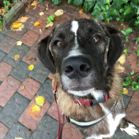 Kangal, Köpek  Sparky fotoğrafı