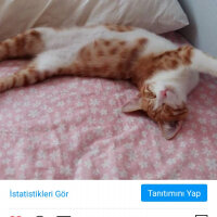 Tekir Kedi, Kedi  behlül fotoğrafı