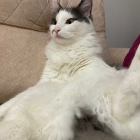 Ankara Kedisi, Kedi  Helva fotoğrafı