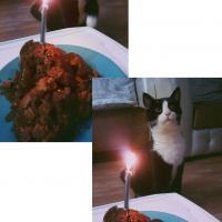 Tuxedo (Smokin) Kedi, Kedi  Dobby fotoğrafı