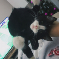 Tuxedo (Smokin) Kedi, Kedi  Dobby fotoğrafı
