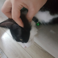 Tuxedo (Smokin) Kedi, Kedi  Dobby fotoğrafı