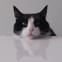 Tuxedo (Smokin) Kedi, Kedi  Dobby fotoğrafı
