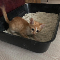 Tekir Kedi, Kedi  isimsiz fotoğrafı